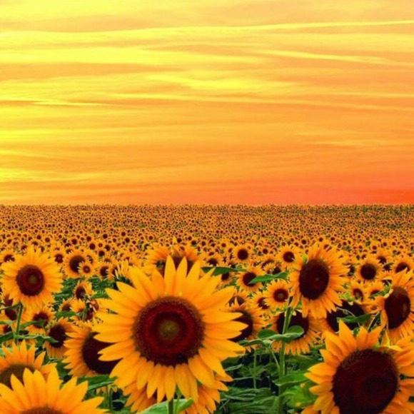 Meet your Posher, Mindy - Picture 1 of 1